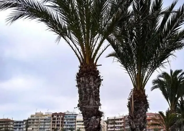 Calle De Palangre 17 Torrevieja